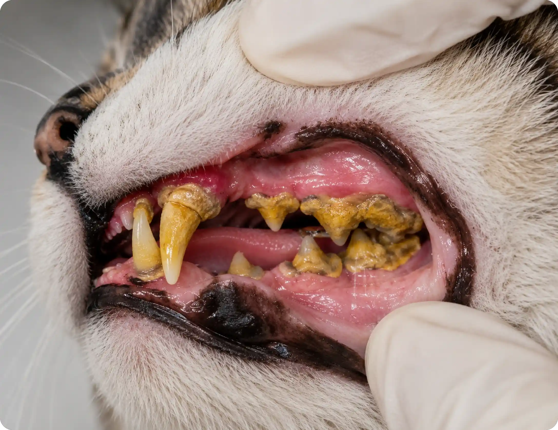 Tartar & Plaque Buildup
